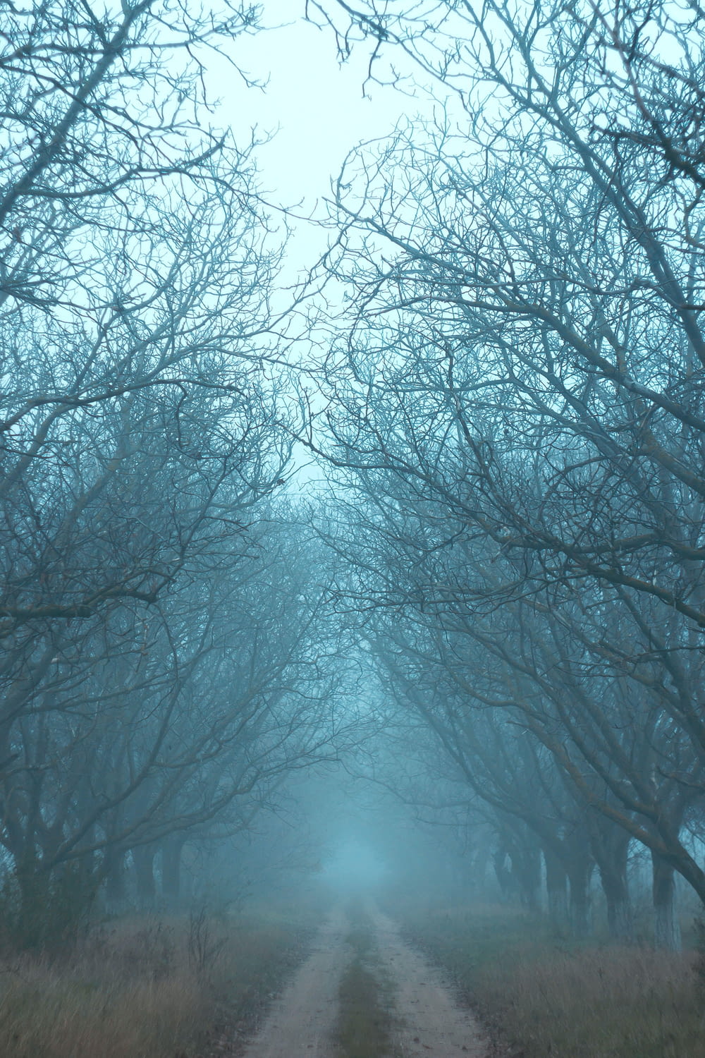 Una strada sterrata circondata da alberi in una giornata nebbiosa