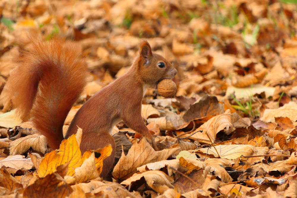a squirrel is standing in a pile of leaves