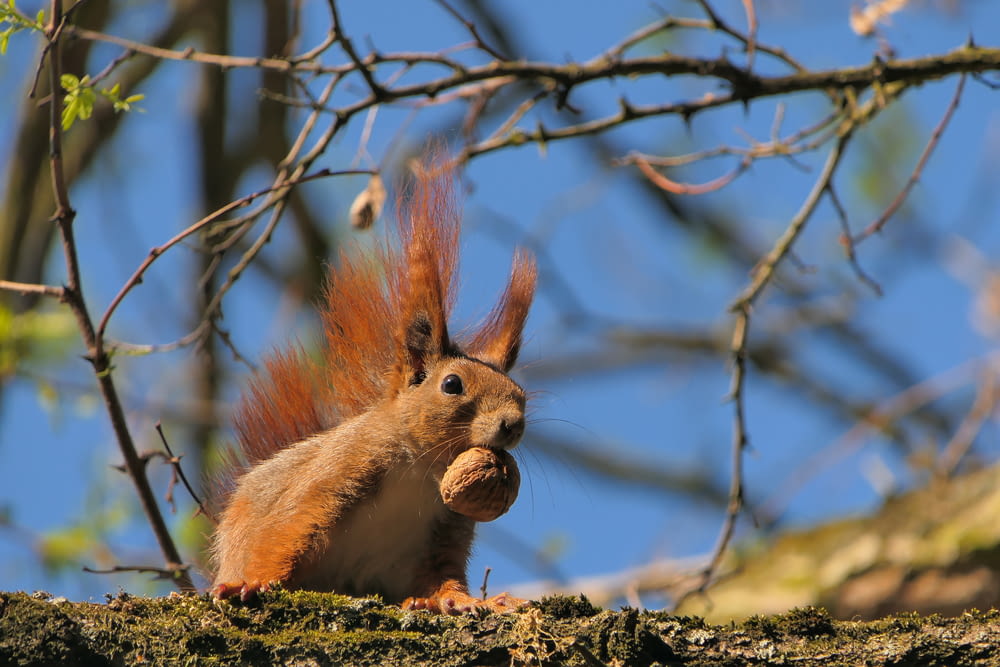 a red squirrel eating a nut in a tree