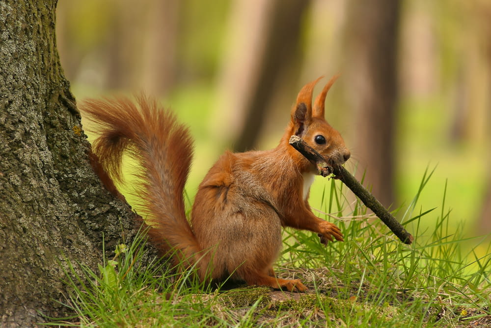 a squirrel is holding a stick in its mouth