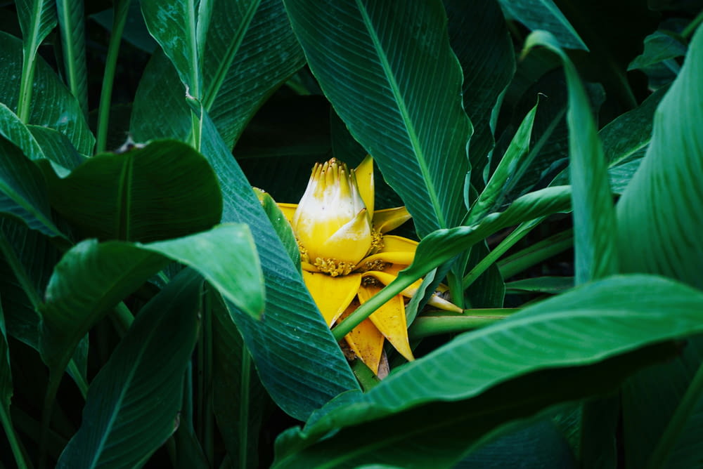 a yellow and white flower surrounded by green leaves