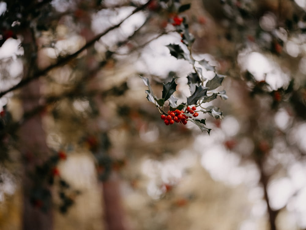 a holly tree with red berries and green leaves