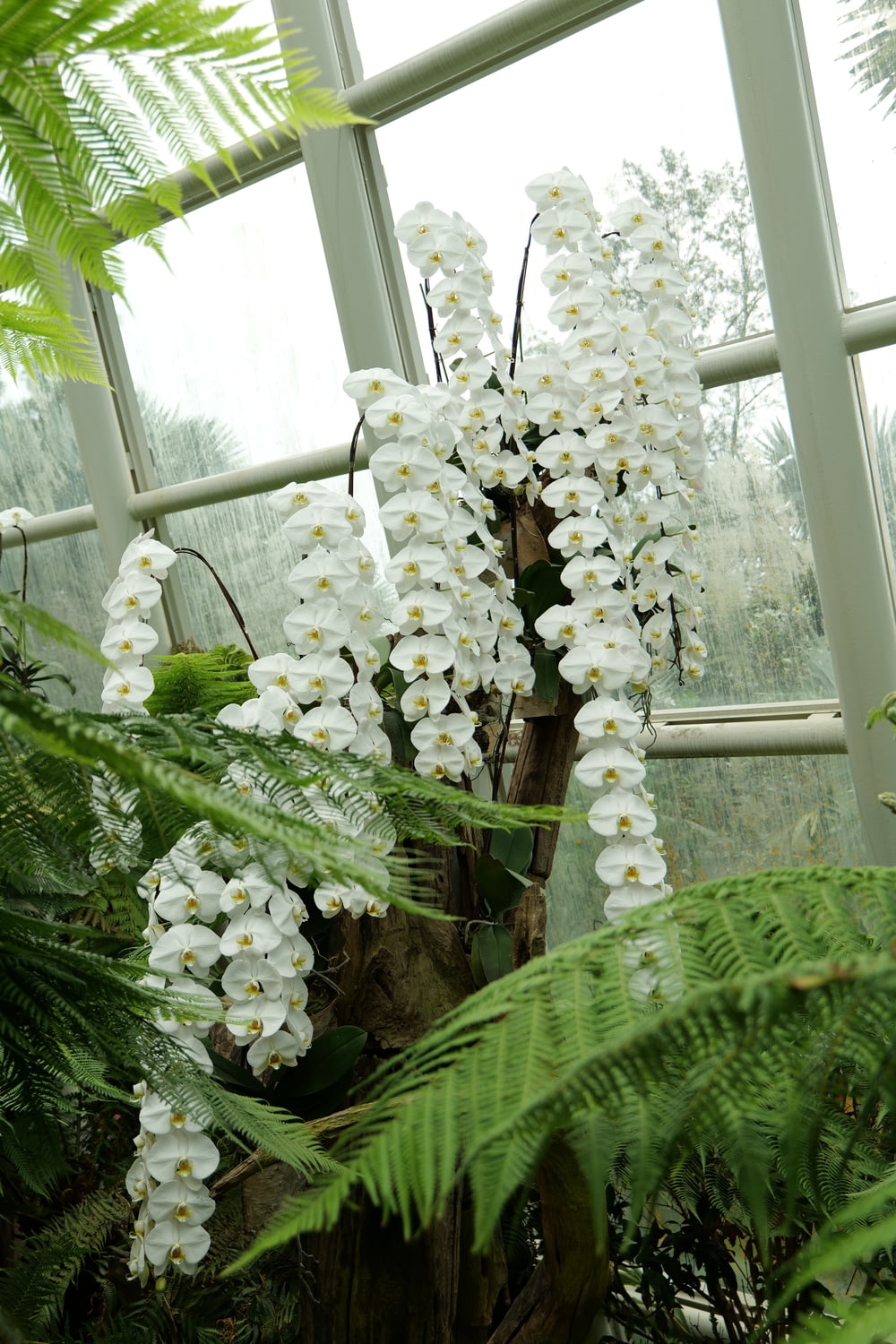 a large white flower in a green house