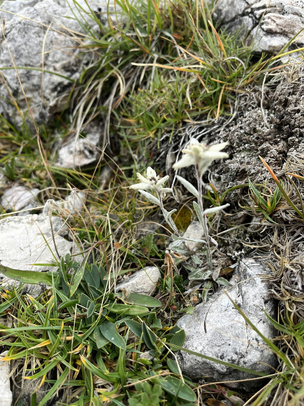 a small white flower sitting on top of a grass covered ground