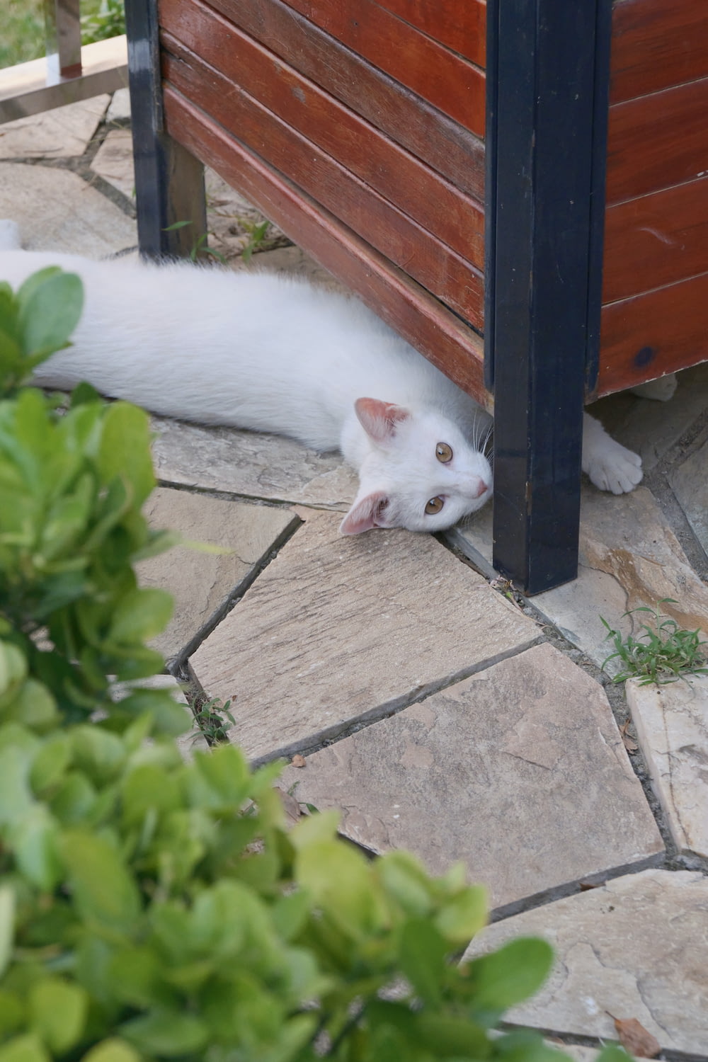 a white cat laying on the ground next to a wooden fence