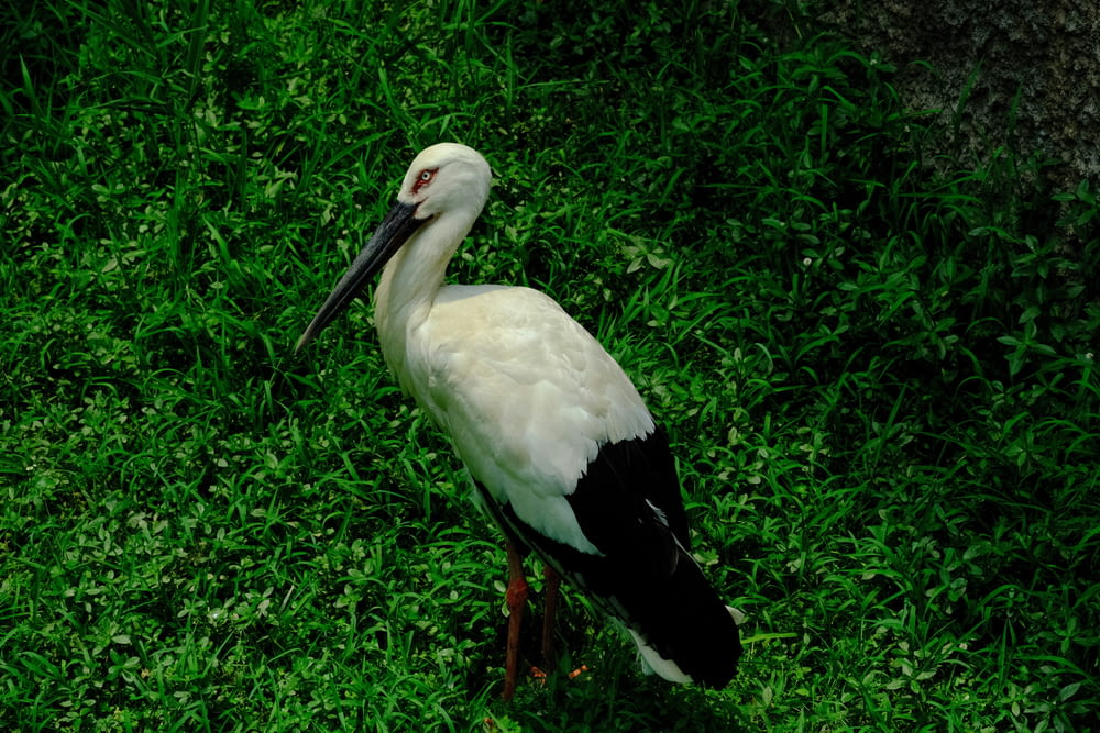 a white and black bird standing on a lush green field