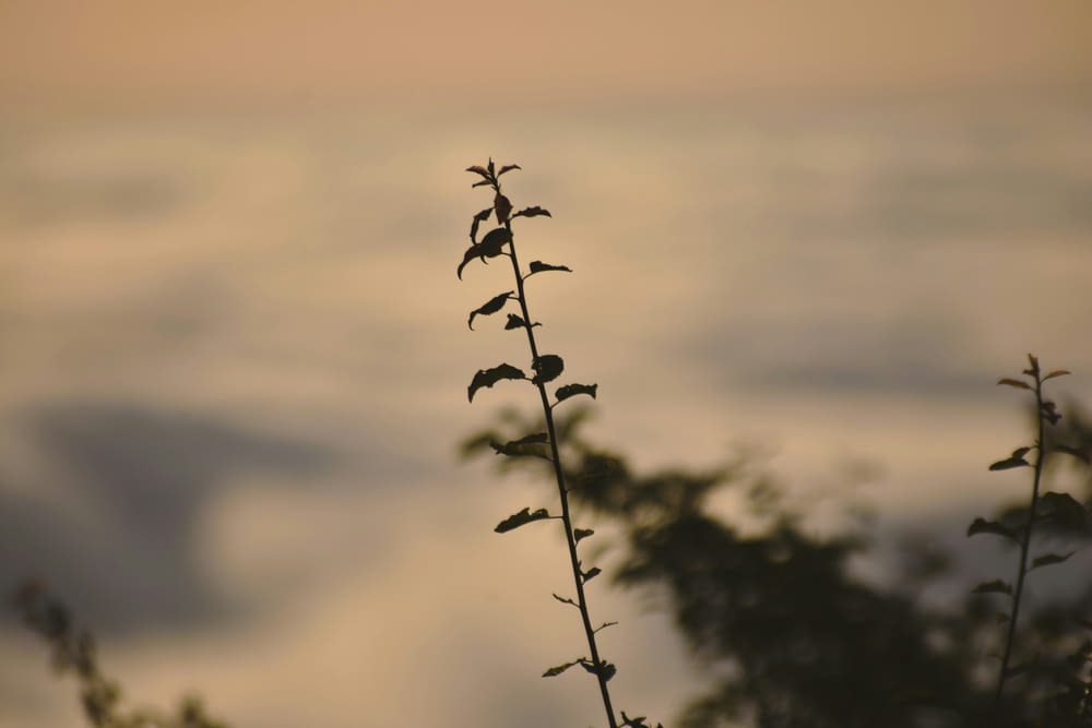 Nahaufnahme einer Pflanze mit Wolken im Hintergrund