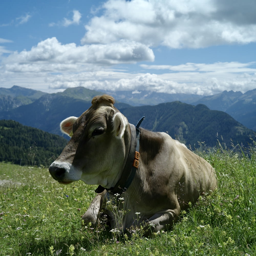 a brown and white cow laying on top of a lush green field