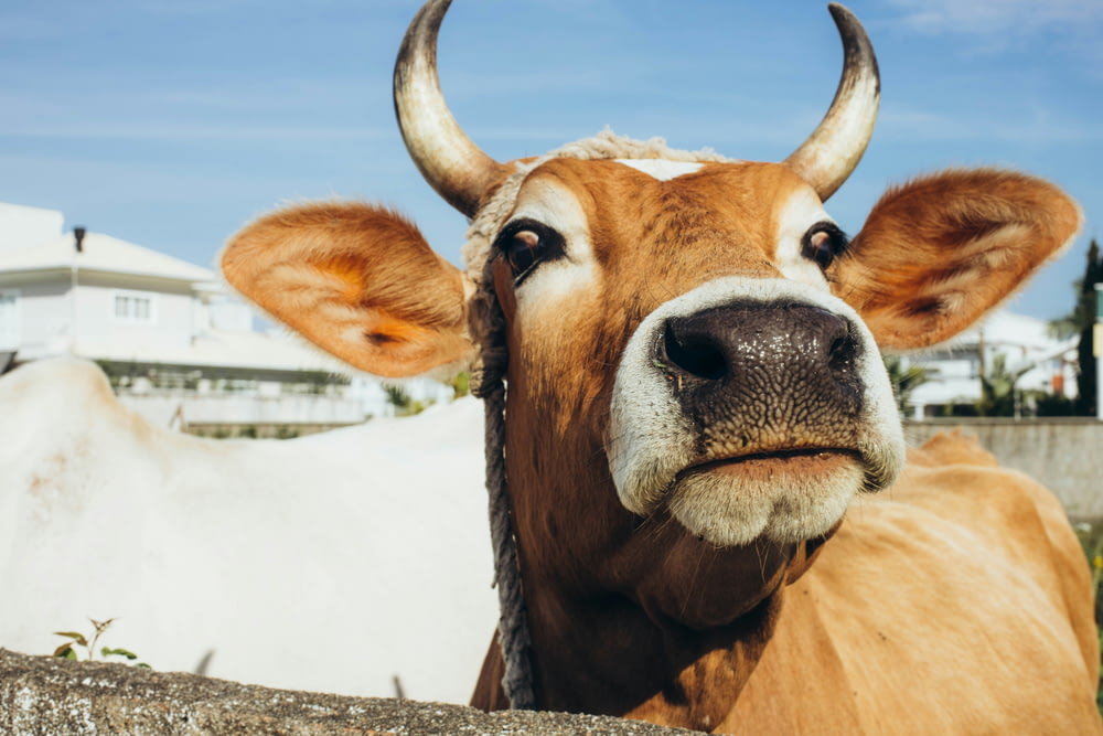 a close up of a cow looking at the camera