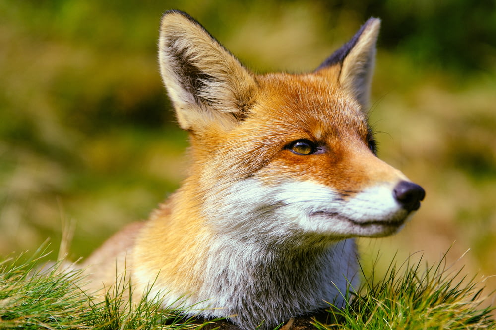 a close up of a fox laying in the grass
