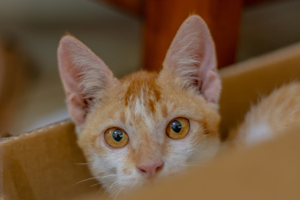 a close up of a cat in a box