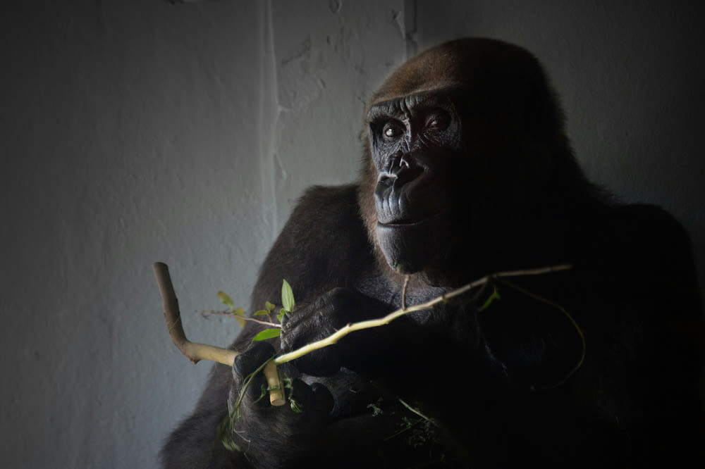 a gorilla standing in a dark room holding a branch