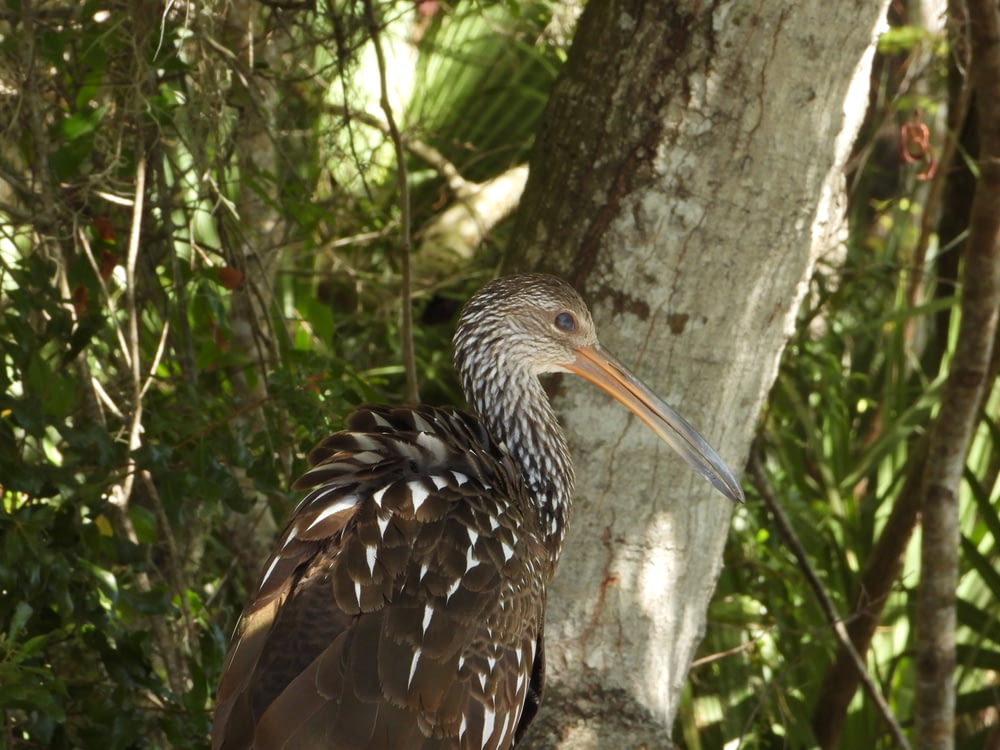 a bird with a long beak standing next to a tree