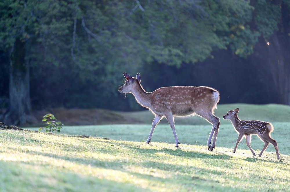 a mother deer and her baby walking in a field