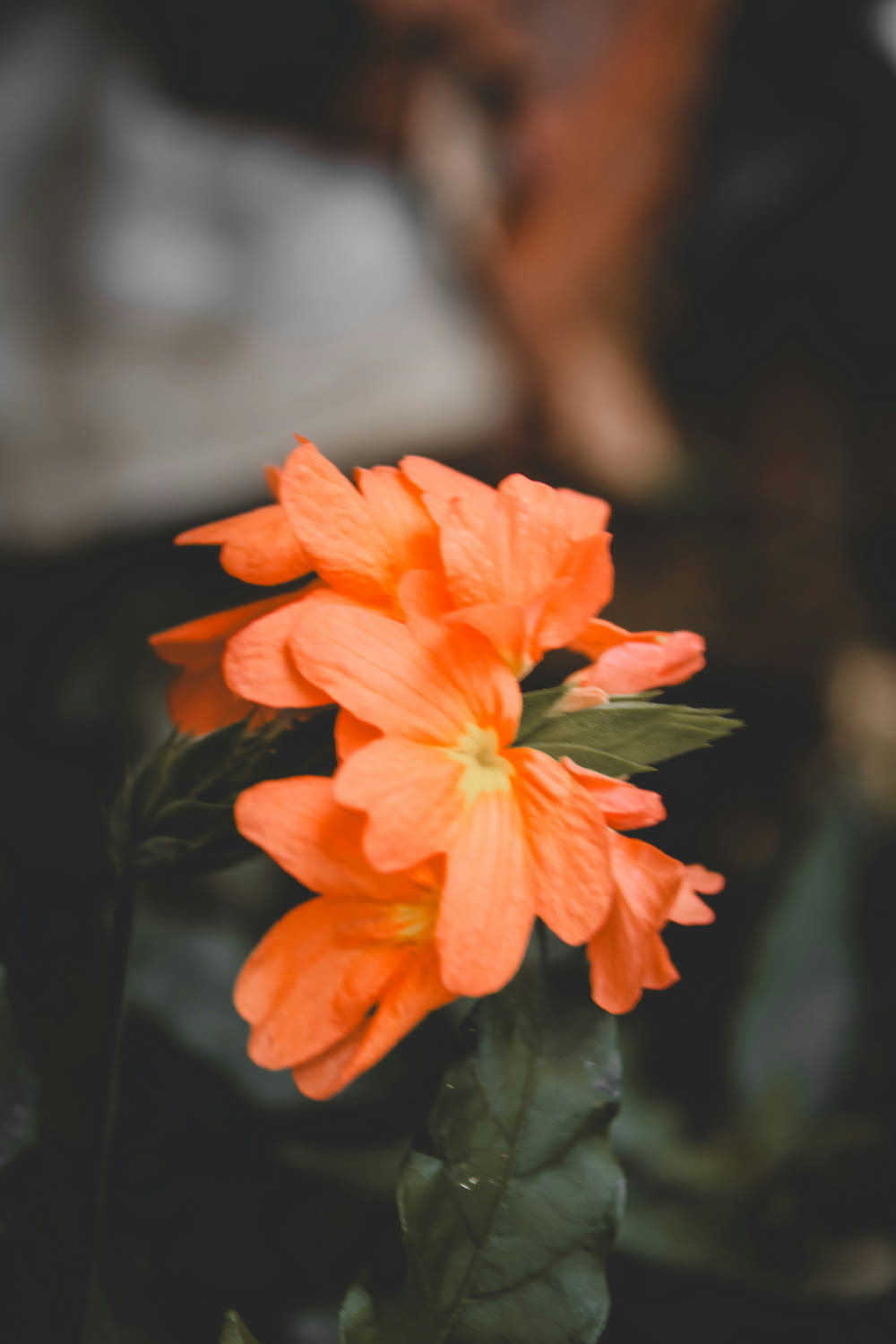 un primo piano di un fiore arancione con uno sfondo sfocato
