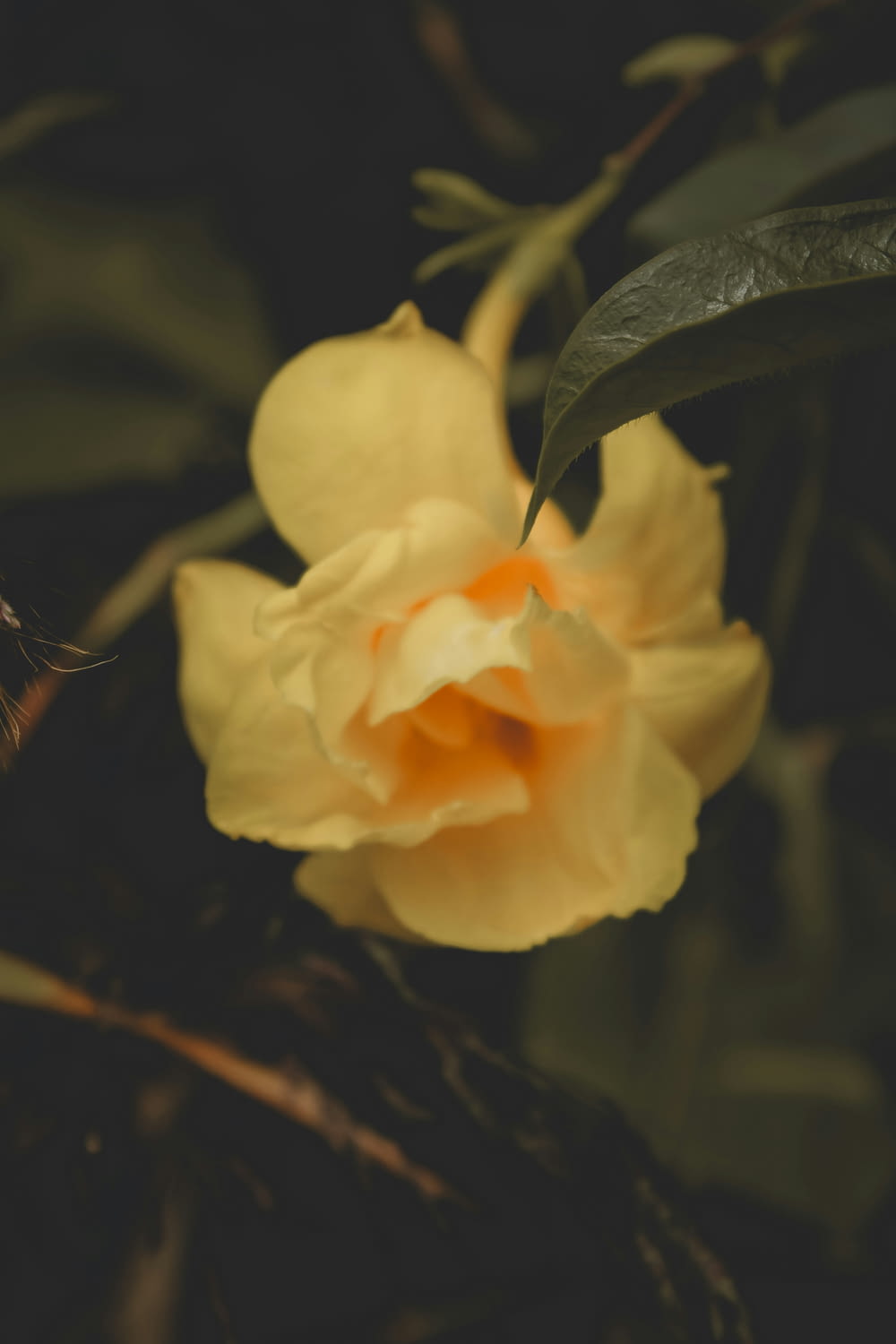 un fiore giallo con foglie verdi sullo sfondo