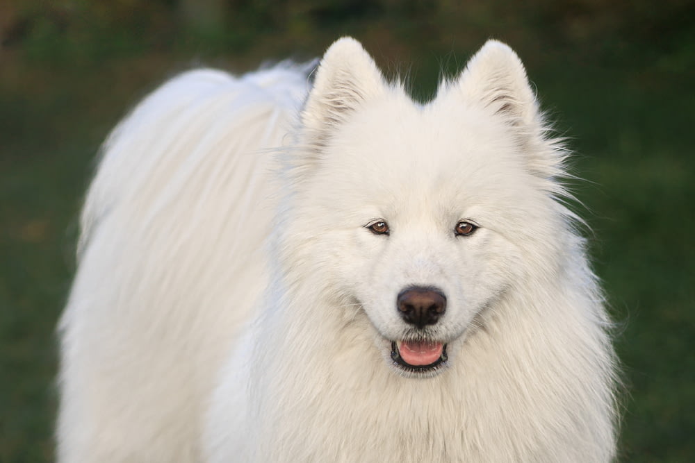 무성한 녹색 들판 위에 서 있는 커다란 흰 개