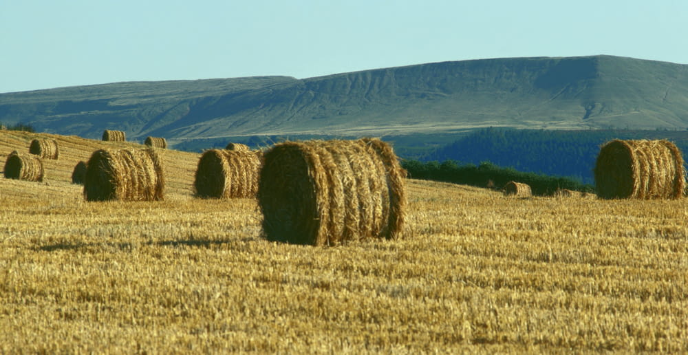 a field full of hay bales with mountains in the background