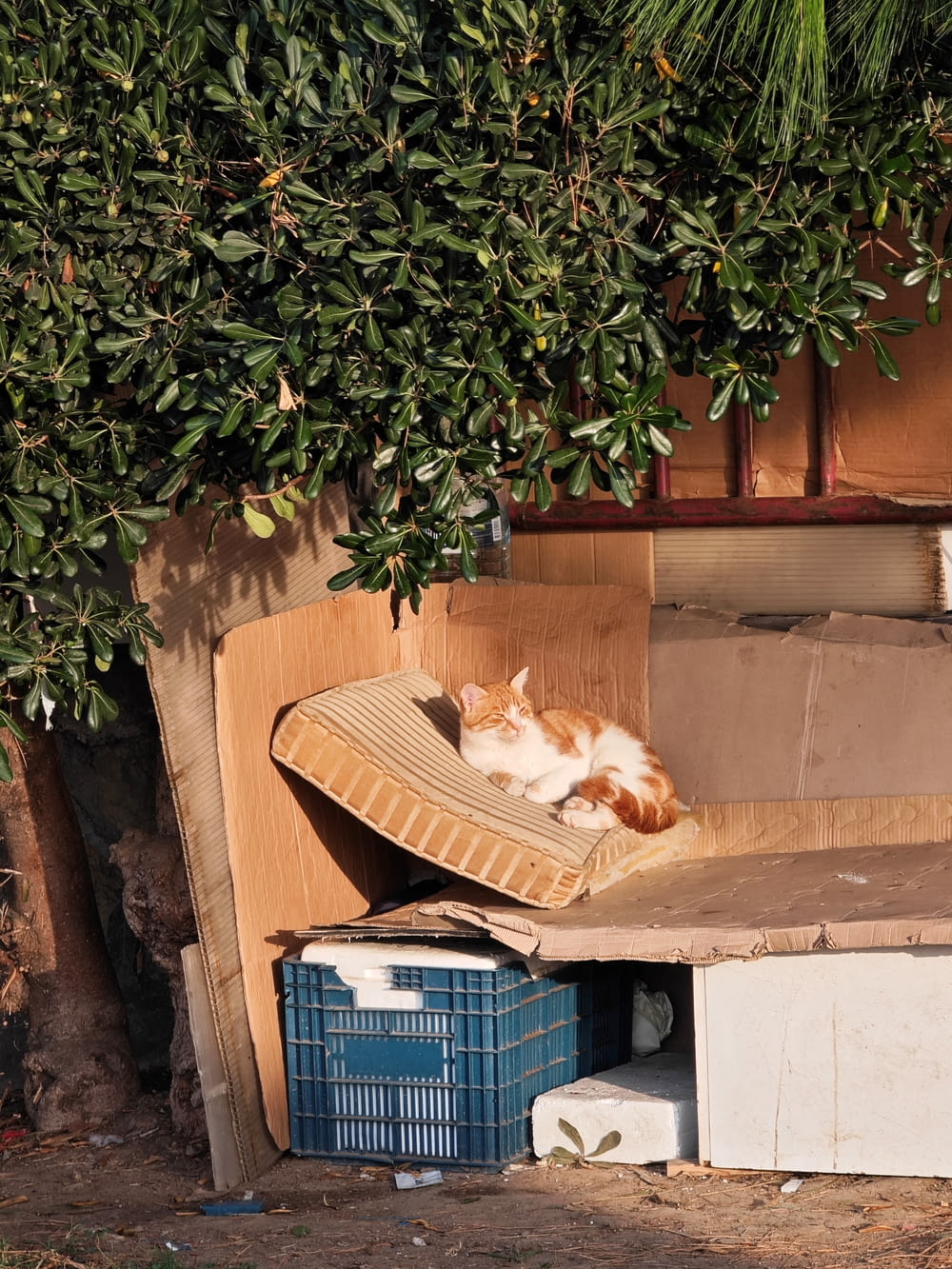 an orange and white cat laying on top of a cardboard box