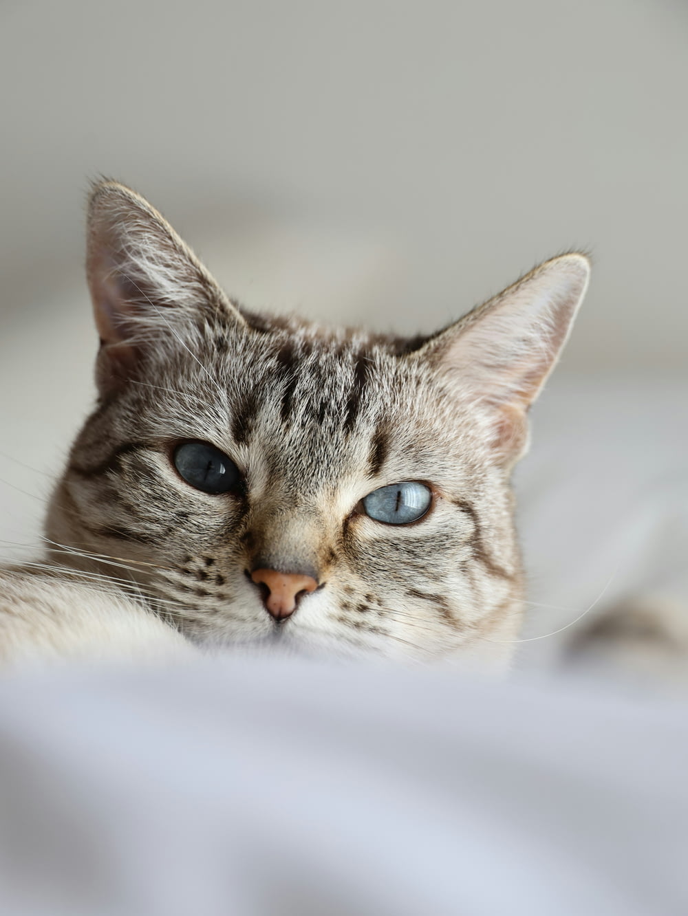 침대에 누워 있는 고양이 클로즈업