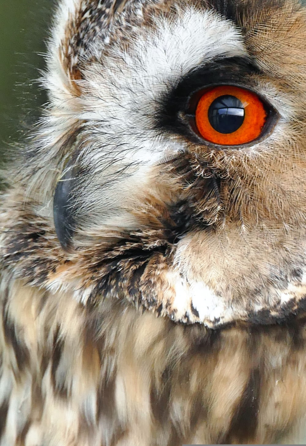 a close up of an owl with an orange eye