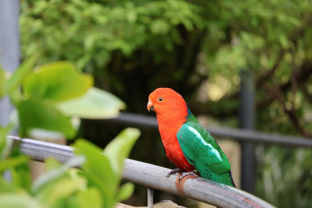 a colorful bird sitting on top of a metal rail