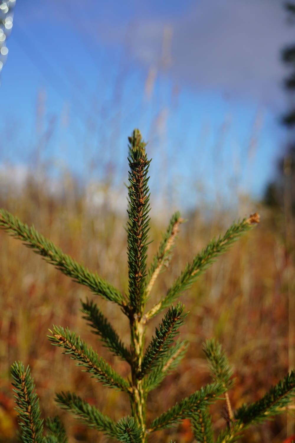 a close up of a pine tree in a field