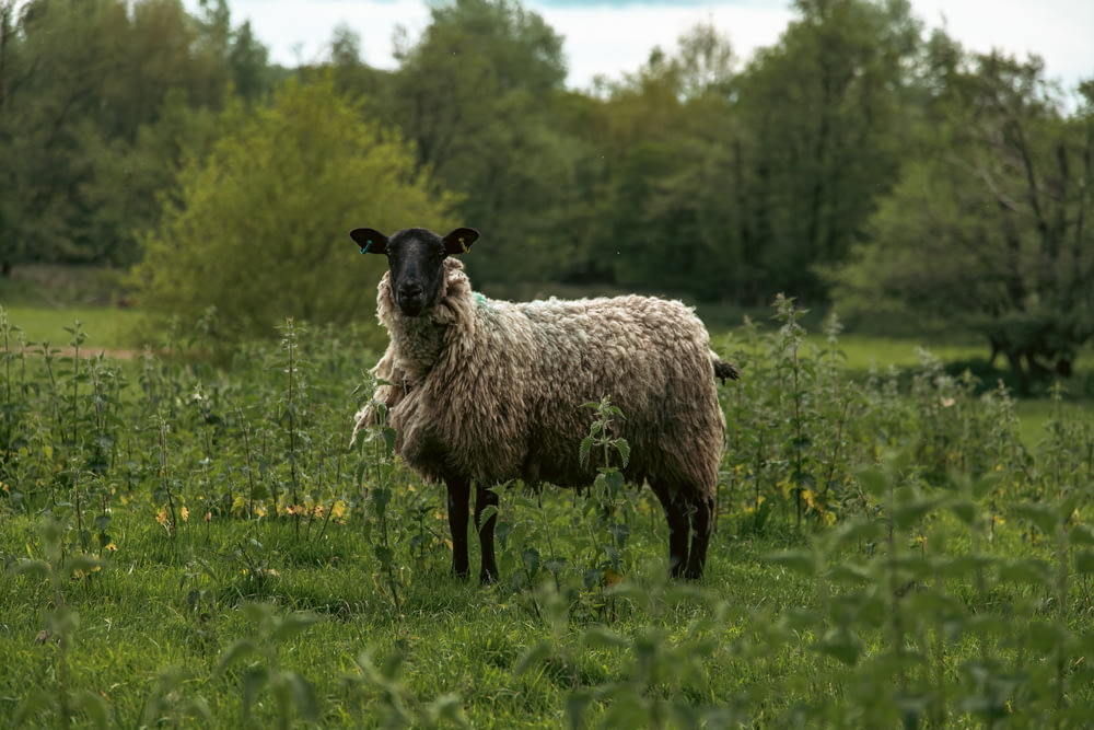 a sheep standing in the middle of a lush green field