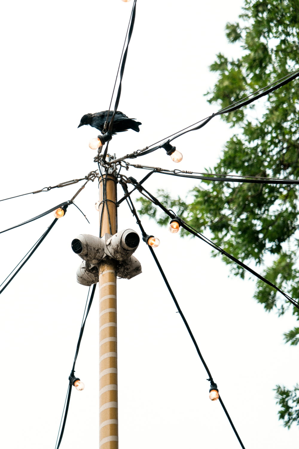a black bird sitting on top of a pole