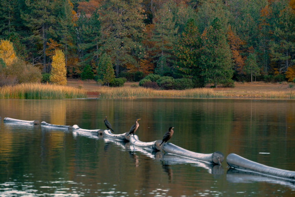 a group of birds sitting on logs in the water