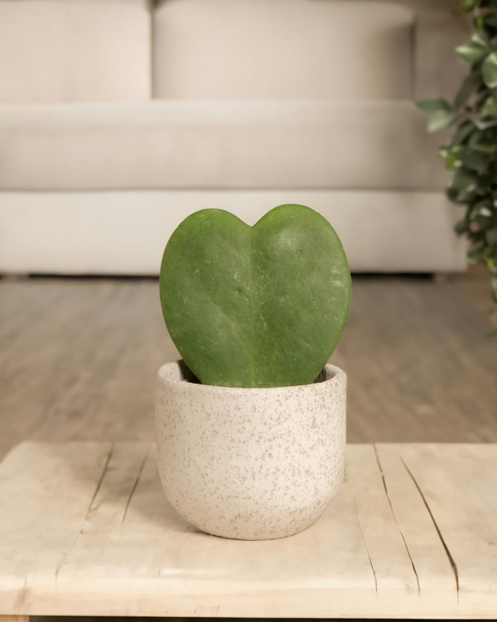 a green heart shaped plant in a white pot