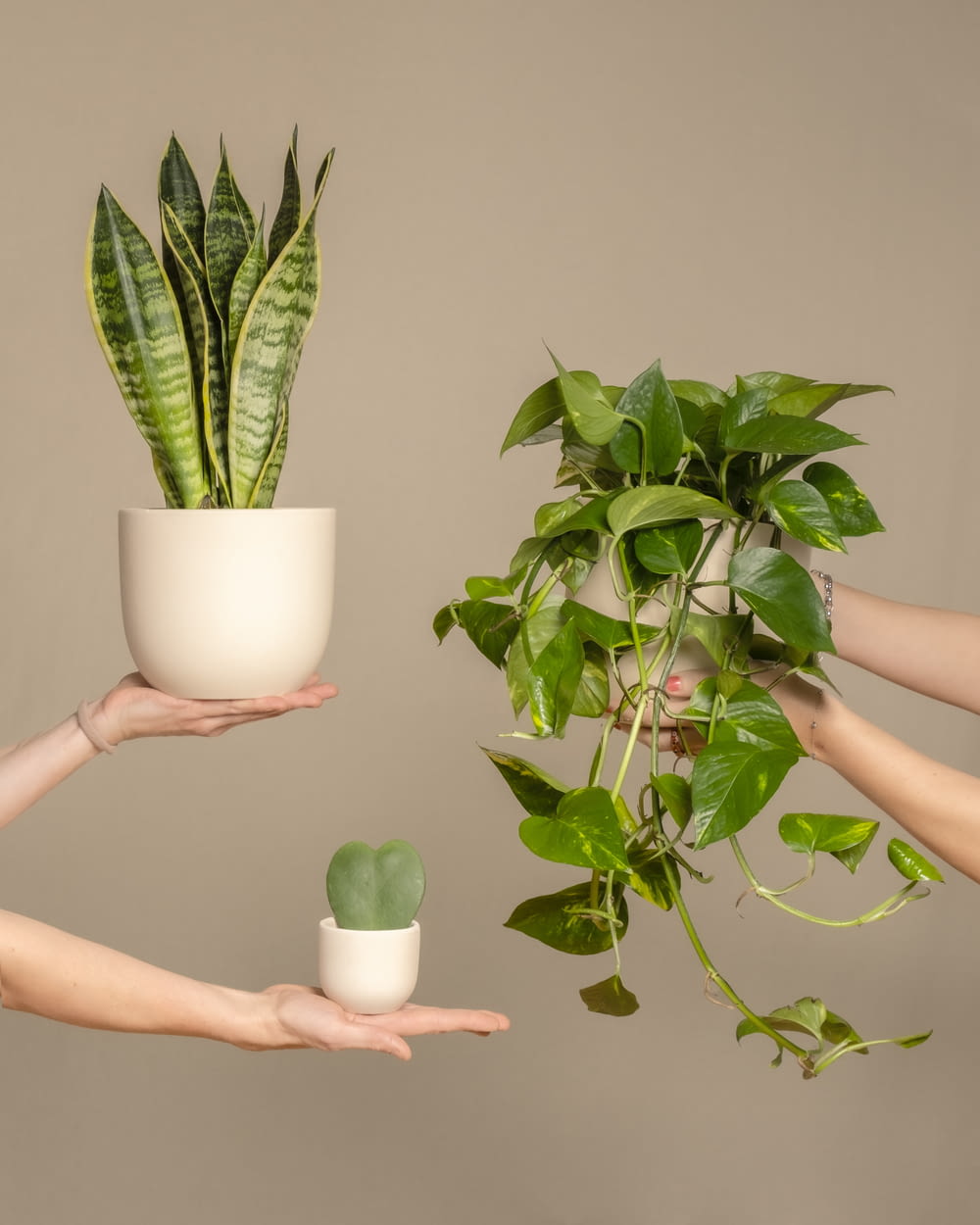 two hands holding a plant and a potted plant