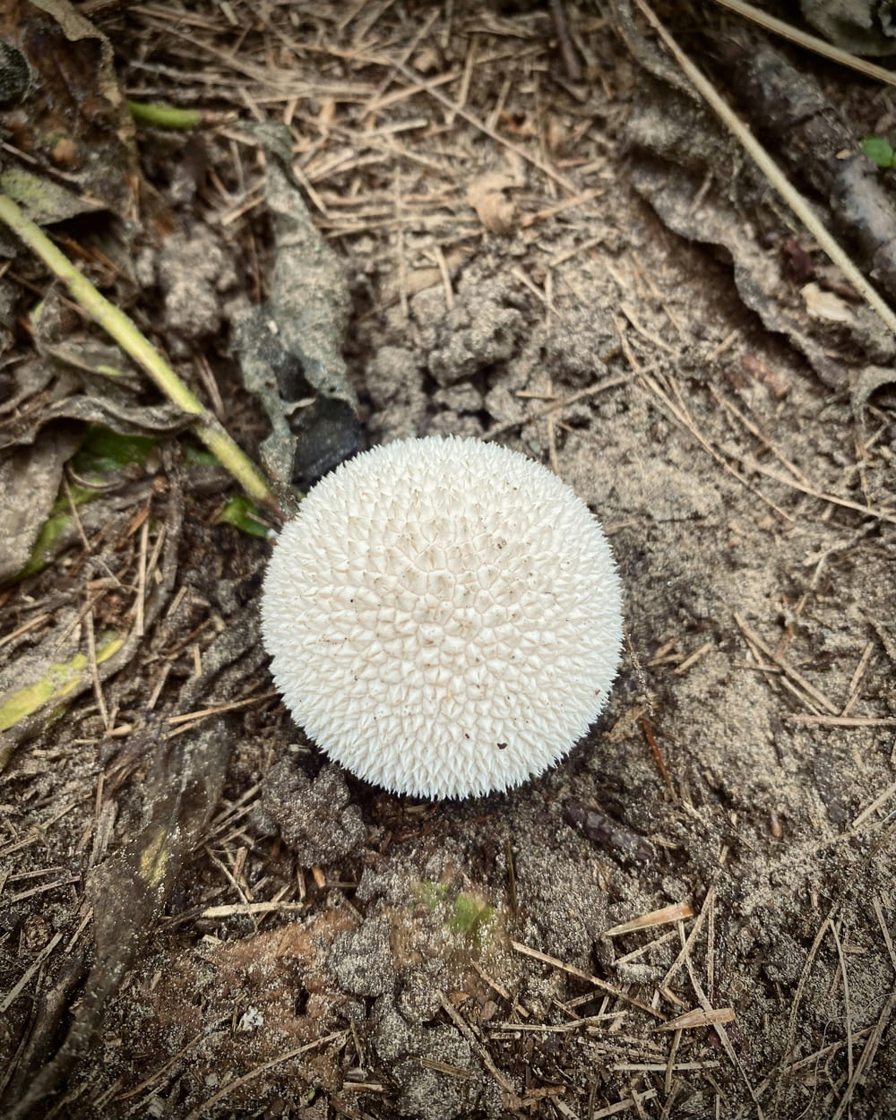 a white mushroom sitting on top of a dirt field