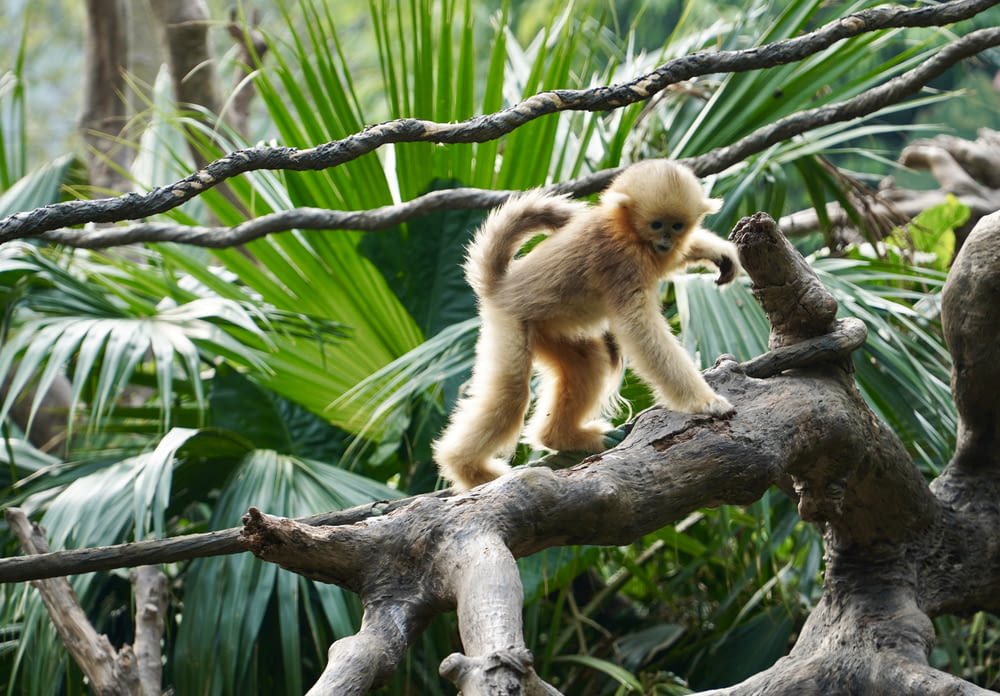 a small monkey walking on a tree branch