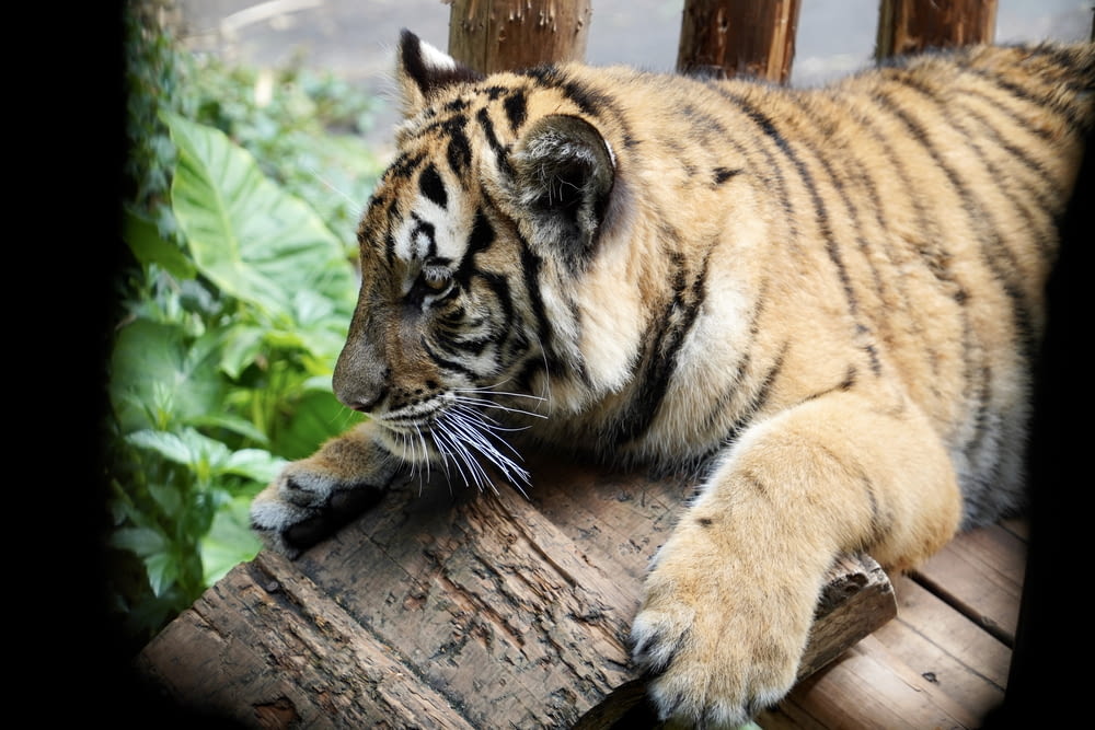 a tiger laying on top of a wooden log