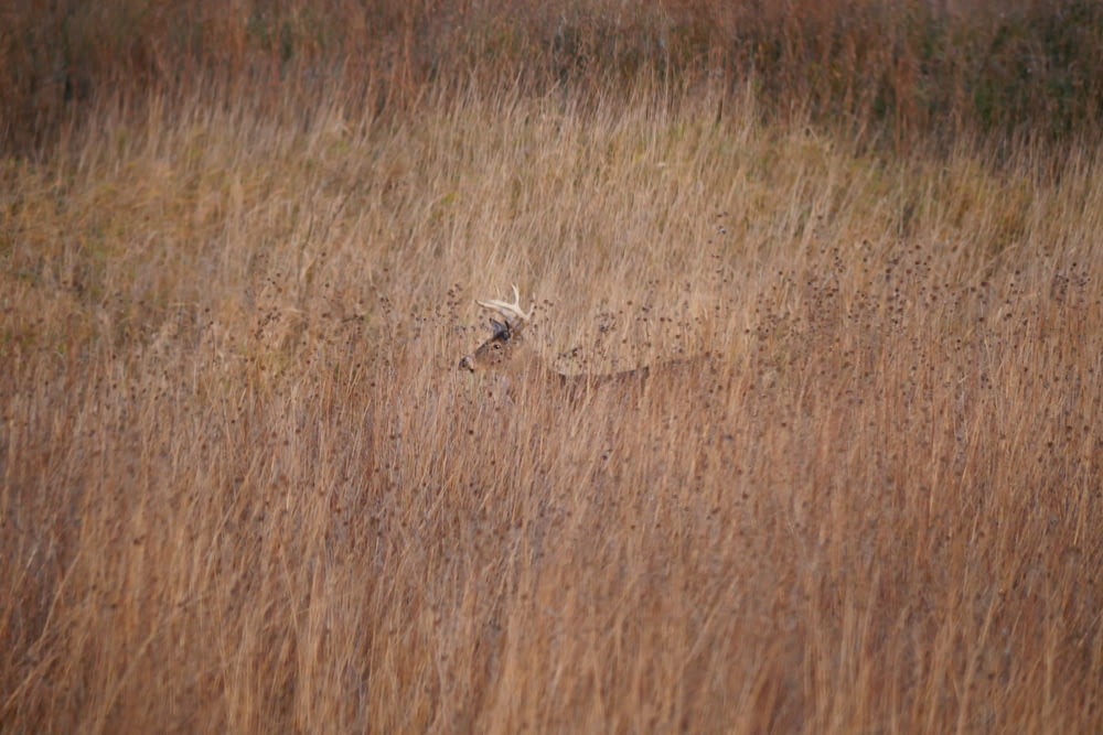 a bird in a field of tall brown grass