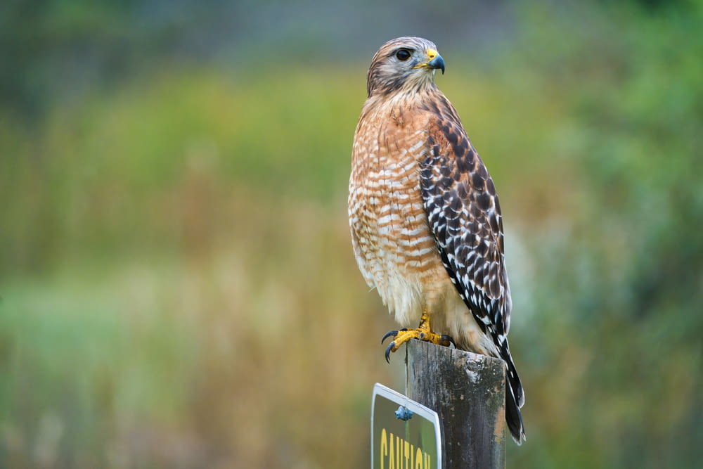 a hawk sitting on top of a wooden post