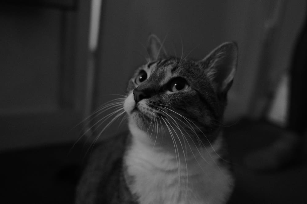 a black and white photo of a cat looking up