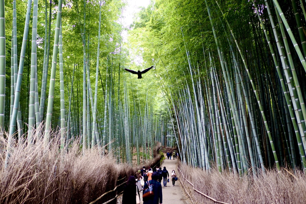 a bird flying over a path in a bamboo forest