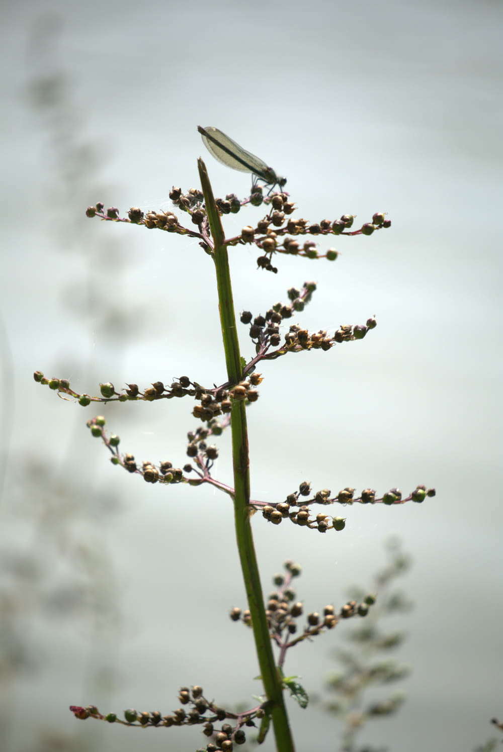 a close up of a plant with small flowers