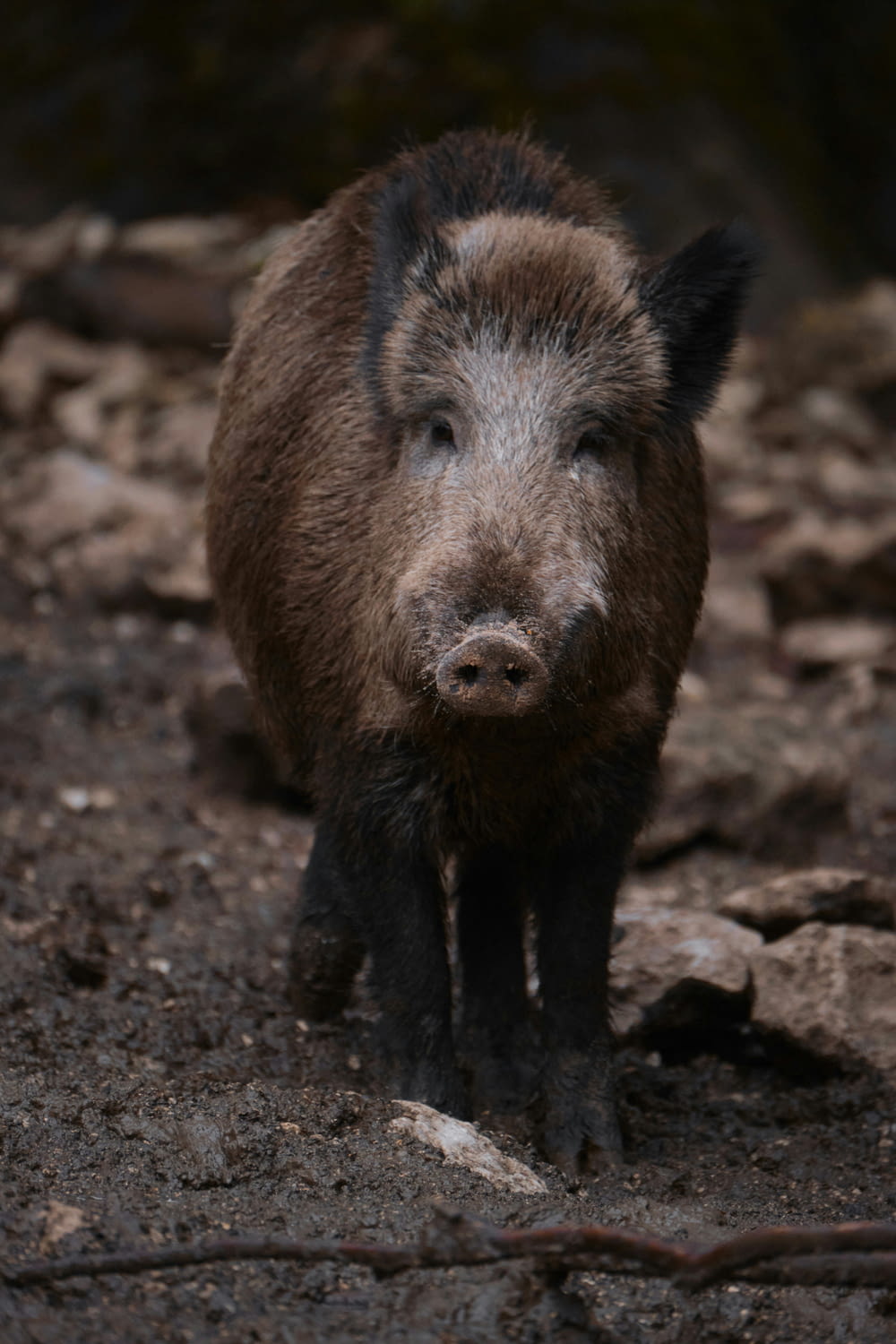 a small pig standing on top of a dirt field