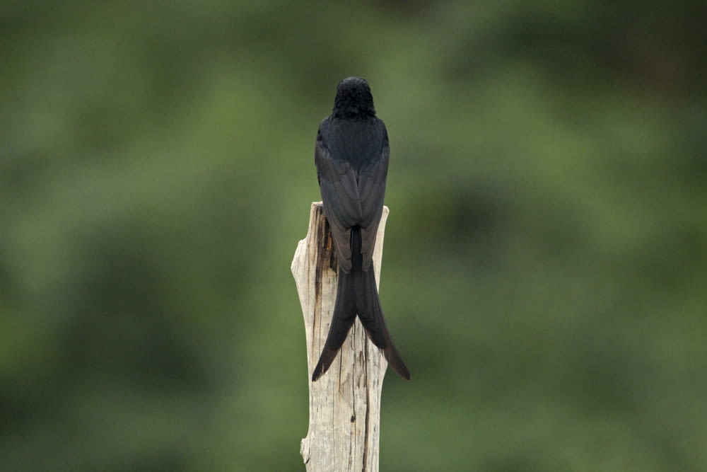 나무 기둥 위에 앉아있는 검은 새