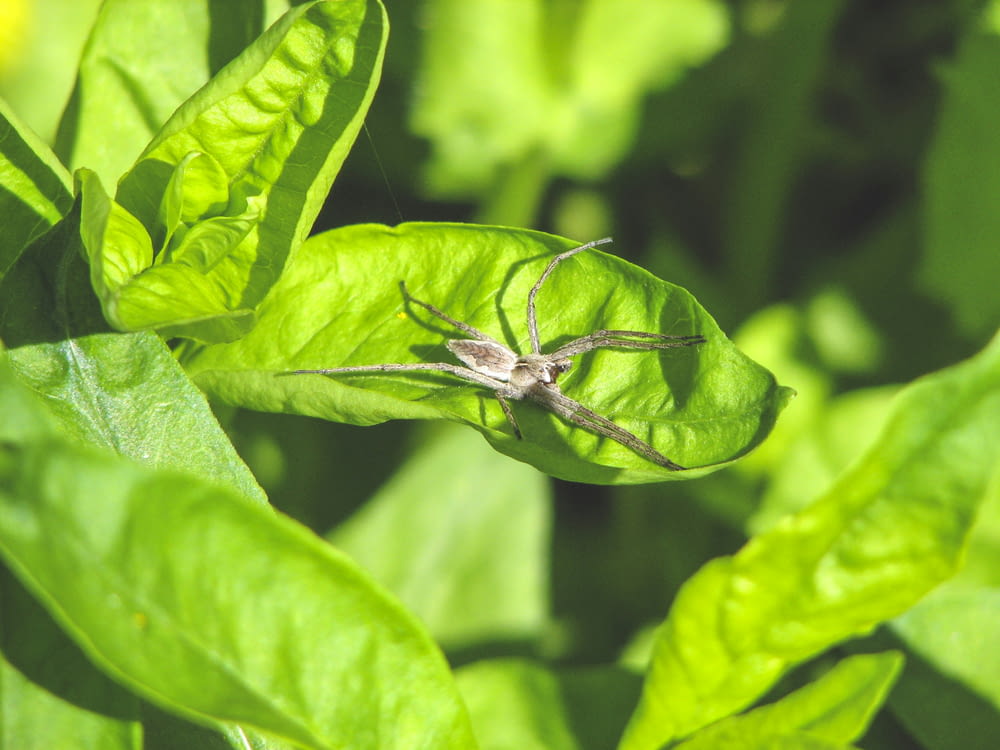 uma aranha sentada em cima de uma folha verde