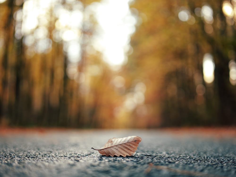 a leaf is laying on the ground in the middle of the road