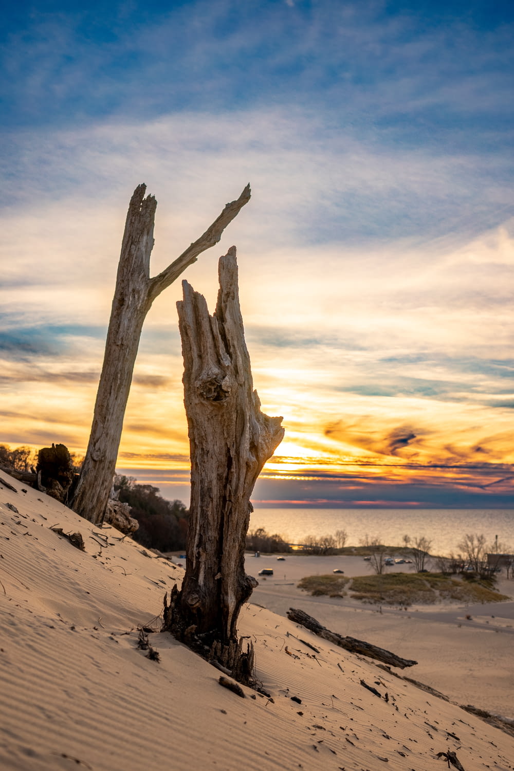 a tree stump in the sand with a sunset in the background
