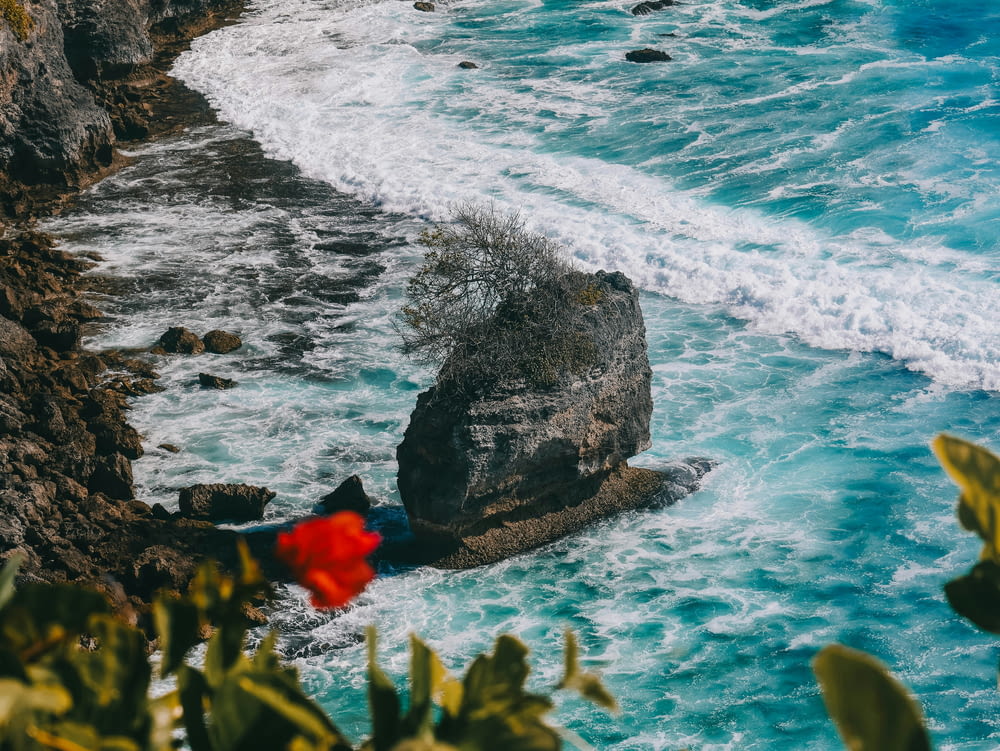 a red flower sitting on top of a rock next to the ocean