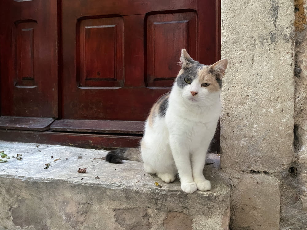 a cat sitting on a step in front of a door