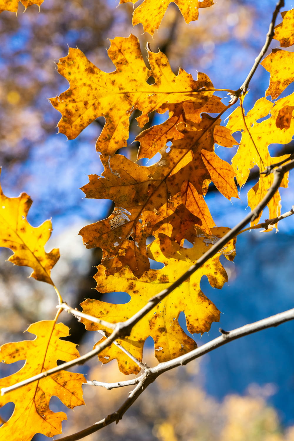 a branch with yellow leaves in front of a blue sky