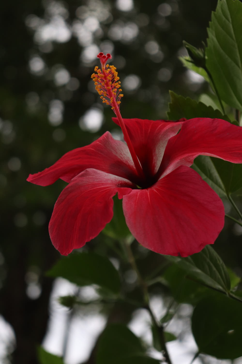 a red flower with green leaves on a tree