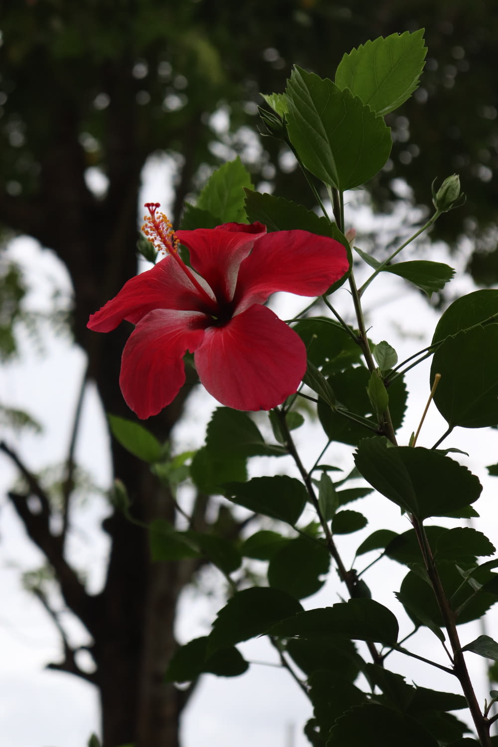 a red flower with green leaves and a tree in the background